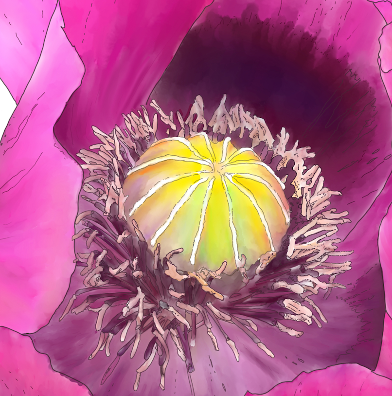 Fuchsia Poppy - Framed & Mounted Giclée Print