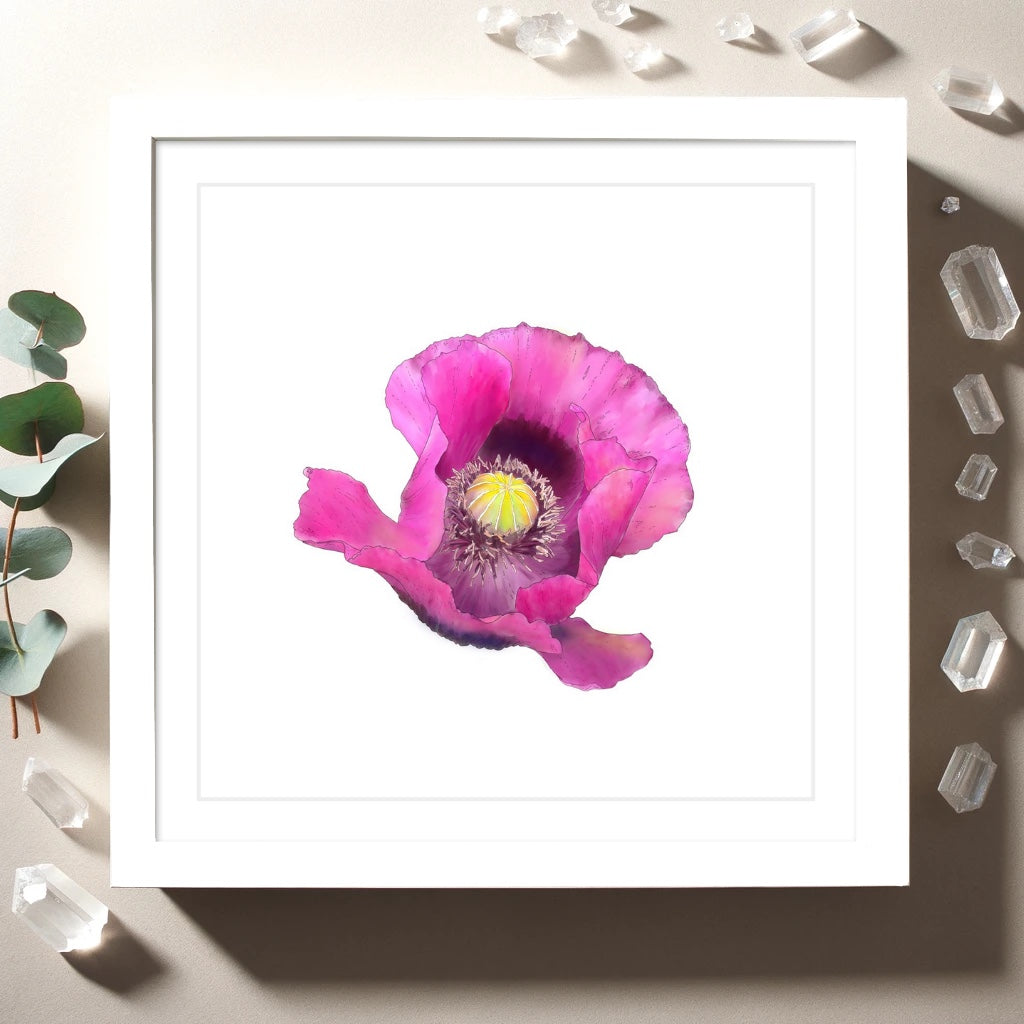 Fuchsia Poppy - Framed & Mounted Giclée Print