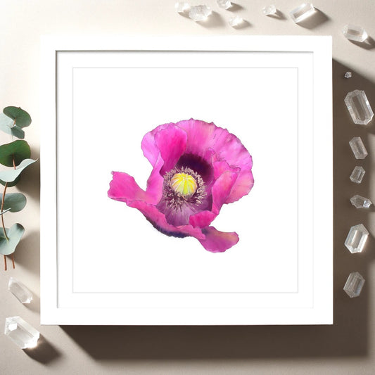 Fuchsia Poppy - Framed & Mounted Giclée Print