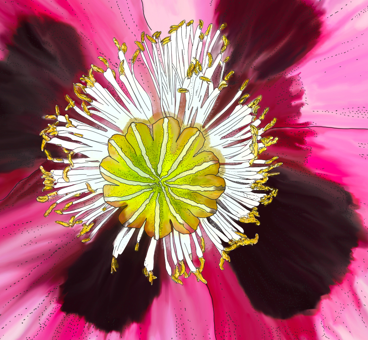 Pink Poppy - Framed & Mounted Giclée Print